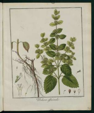 33r, Melissa officinalis