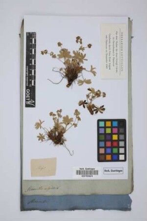 Alchemilla alpina L.