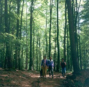 Spessart. Rotbuchenbestände auf Strecke des Eselsweges