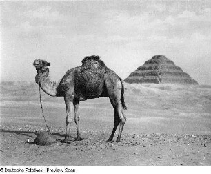Stufenpyramide des Königs Djoser : Ansicht mit Dromedar und Stufenpyramide des Königs Djoser (um 2650 v. Chr.; Imhotep)