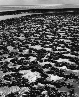 Miesmuschelsiedlung an einem Priel, Watt