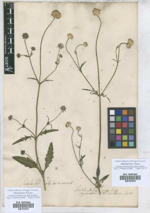 Scabiosa