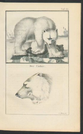Tafel 33.: Der Eisbär.