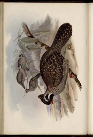 Dendrortyx Macrourus. [bis] Dendrortyx Barbatus.
