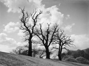 Parklandschaft