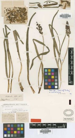 Bellevalia dubia Rchb.