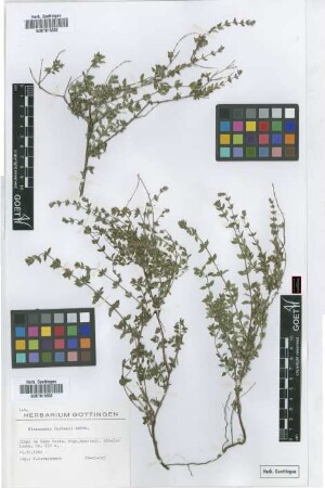 Micromeria forbesii Benth.