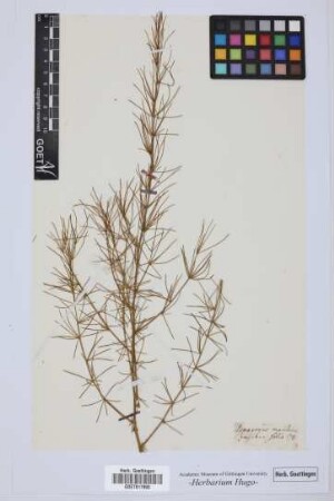 Asparagus