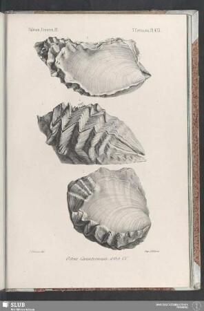 Pl. 473