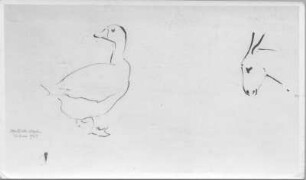 Studienblatt mit Gans und Eselskopf : Studienblatt mit Gans und Eselskopf. Tuschezeichnung (1938; E. Richter). Dresden-Striesen, Borsbergstraße 11, Atelier der Künstlerin
