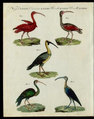 Ibis-Arten.