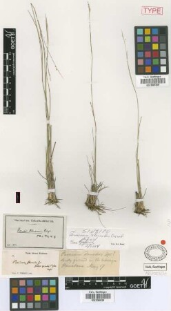 Panicum tenerum Beyr.