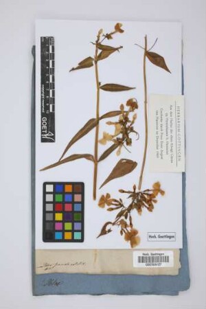Phlox suaveolens Ait.