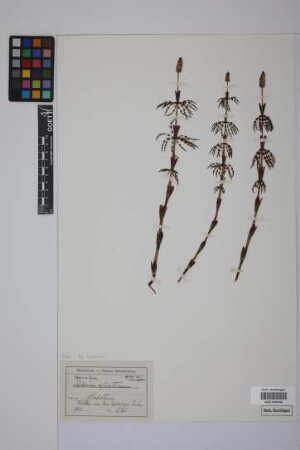 Equisetum sylvaticum L.