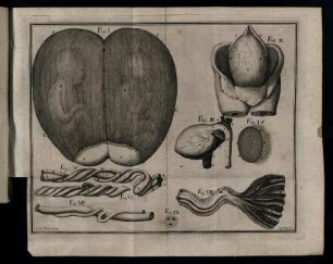 Fig. I. - Fig. IX.