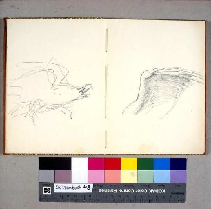 Adler