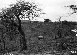 Nashorn : Ein Nashorn zwischen Bäumen