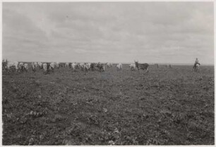 Vorbeiziehende Herde im Campo Sujo : 12,65 km von der Fazenda Boa Esperanca entfernt, Höhe: 610 m