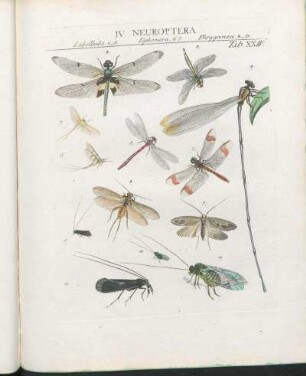 IV. Neuroptera.