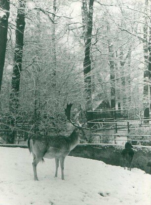 Zoo Berlin: Damwild