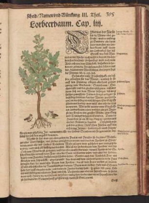 Lorbeerbaum, Cap. LIII