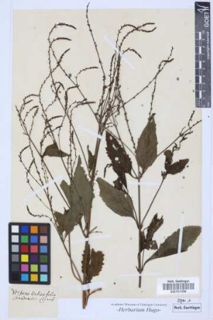 Verbena