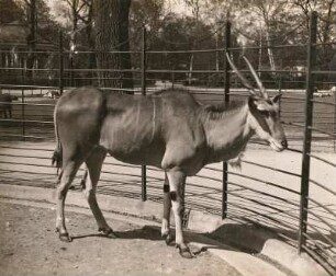 Dresden, Tiergartenstraße. Zoologischer Garten. Elenantilope (Taurotragus oryx Pall.). Weibchen