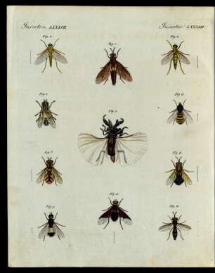 Merkwürdige zweiflügelichte Insecten.
