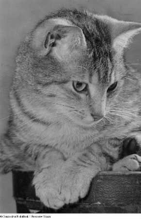 Kopf und Vorderkörper einer Katze