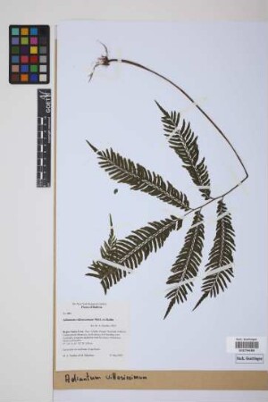 Adiantum villosissimum