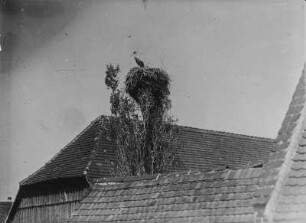 Weißstorch : Weißstorch (Ciconia ciconia L.) auf dem Nest (auf geköpfter Pappel)
