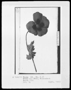 Georg Friedrich Heß, Blumenbuch — Mohnblume, Folio 18recto