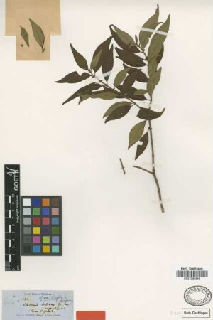 Ossaea wrightii Triana ex Cogn. [type]