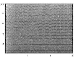 Syrphus spec. - Stridulation