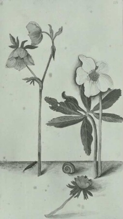 Gallus Luckius, Blumenbuch: Schwarze Nieswurz, Christrose - Helleborus niger