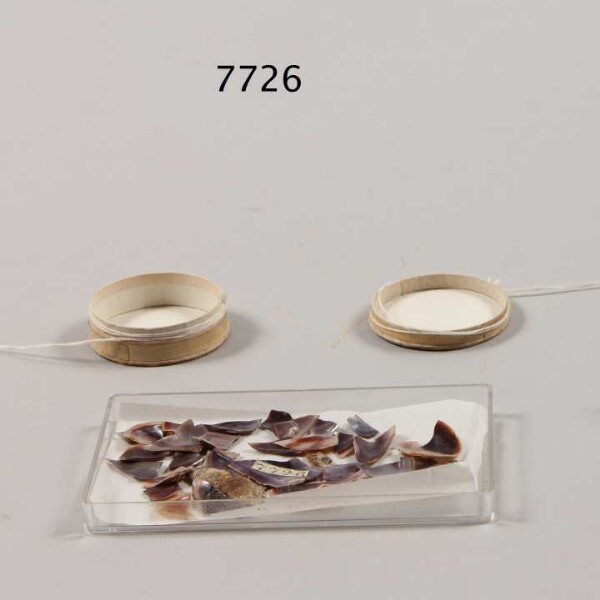 Pieces of mussel