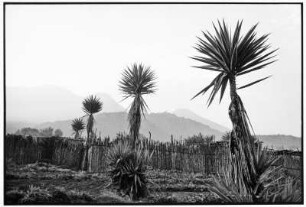 Santiago Atitlan. Yucca Pflanzen