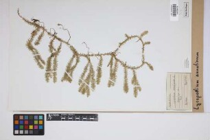 Lycopodium annotinum annotinum L.