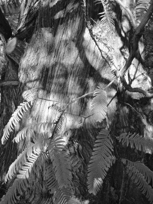 0425_BotaniSW