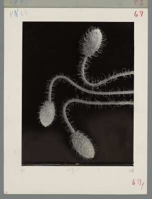 Mohnknospen (Papaver somniferum)