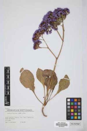 Limonium fruticans (Webb ex Boiss.) Kuntze