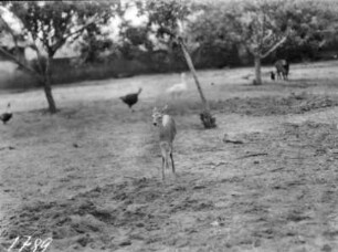 Antilope : Ein Impala in einem Gehege mit Gänsen und Schweinen