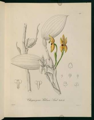 55r-55v, Chrysocycnis Schlimii Lind.