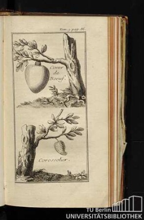 Coeur de Boeuf. / Corossolier.