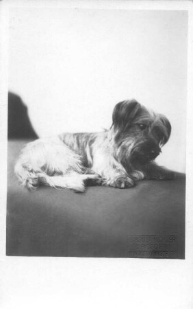 Vermutlich ein Skye Terrier