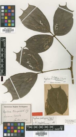 Agelaea tricuspidata Gilg ex G.Schellenb. [isotype]