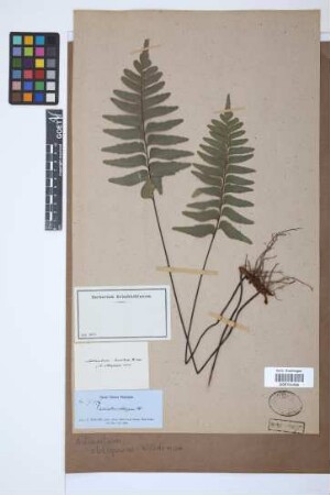 Adiantum macrophyllum Sw.