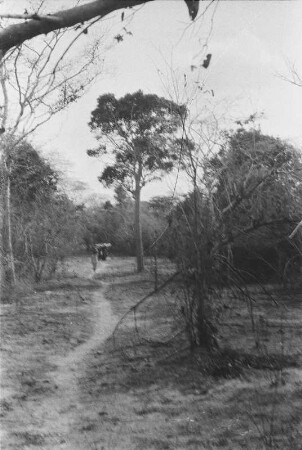 Träger auf dem Weg von Tendaguru nach Matapwa : Savannenlandschaft mit Expeditionsträgern