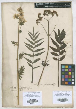 Valeriana