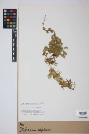 Diphasiastrum alpinum (L.) J. Holub